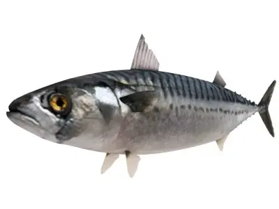 Fish Mackerel 3D model