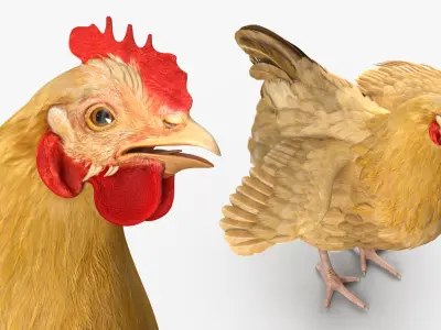 Chickens Collection 3D model