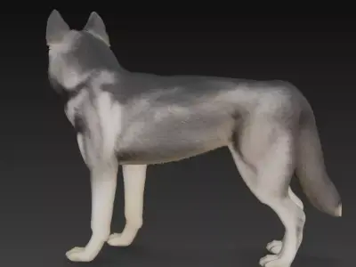 Realistic Husky 3D Model High Detail 3D model
