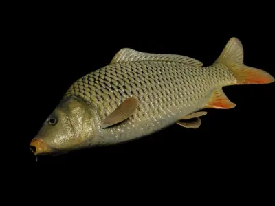Common carp fish Free low-poly 3D model