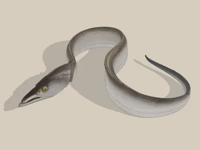 Ribbonfish Low-poly 3D model