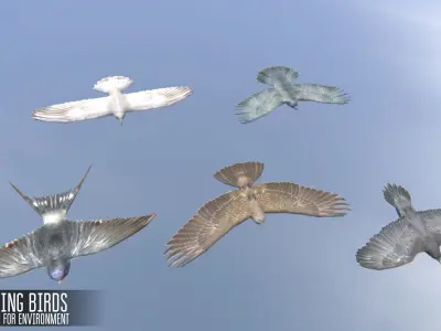 Soaring birds - animals for environment 3D model