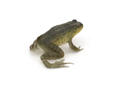 Swimming Northern Green Frog Rigged and Animated 3D model
