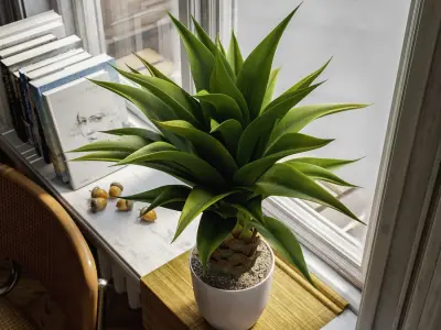  Agave Plant Succulent Potted Plant Model 