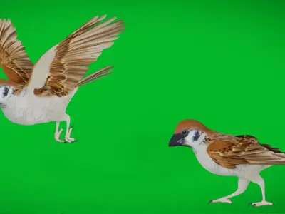 Asian House Sparrow Bird Low-poly 3D model