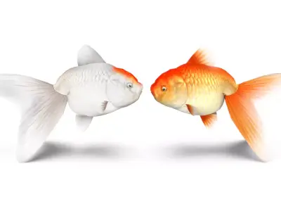 Gold Fish Low-poly 3D model