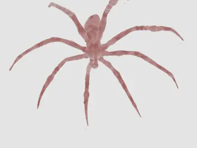 dangerous strange spider 3d model fully detailed and rigged Free 3D model