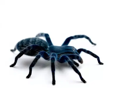 Blue Tarantula Arachnid model pack Low-poly 3D model