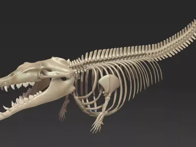 Basilosaurus skeleton 3D model