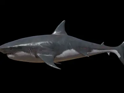 Realistic Great White Shark - Game Ready Rigged and Animated Low-poly 3D model