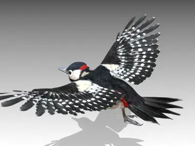 Woodpecker in flight Low-poly 3D model