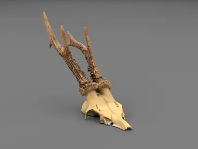 Deer skull with horns 01 high-poly 3D model