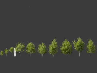 Prunus virginiana - Chokecherry 01 3D model