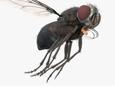 Housefly Insect with Fur 3D model