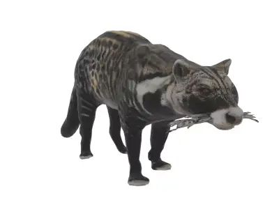 African Civet Low-poly 3D model