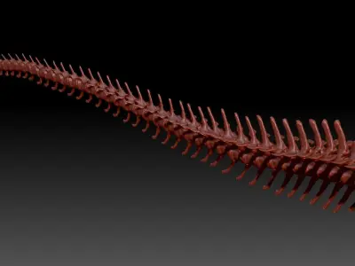 Dinosaur Spinosaurus Tail Skeletons Set 3D model