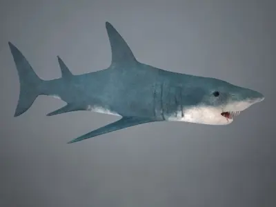 Shark great 3D model