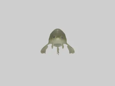 Tadpole Model Low-poly 3D model
