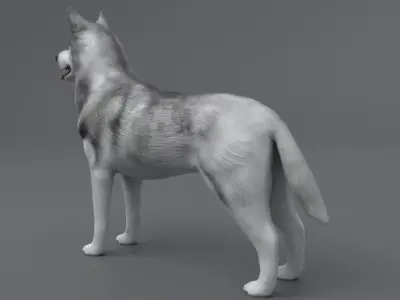 Husky dog Low-poly 3D model