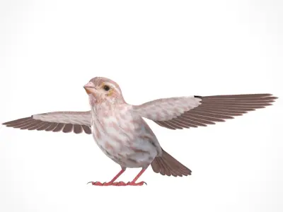 3D Bird Pack Purple Finch Male and Female Low-poly 3D model Low-poly 3D model