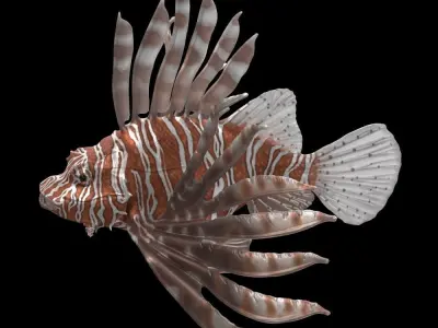 Lionfish 3D model