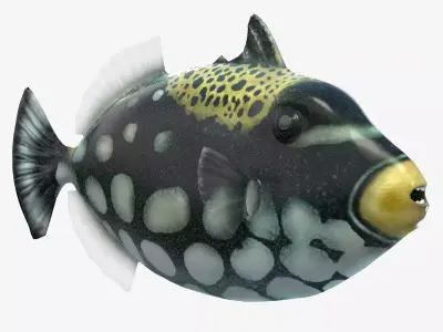 Clown Triggerfish Low-poly 3D model