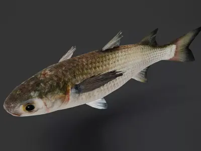 Realistic Mullet Fish Animated 3D model