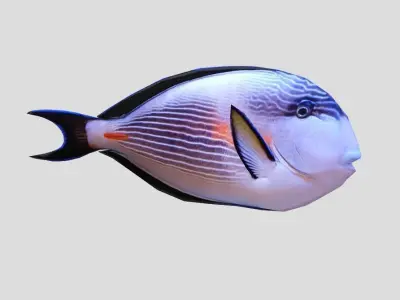 Sohal Surgeonfish Low-poly 3D model