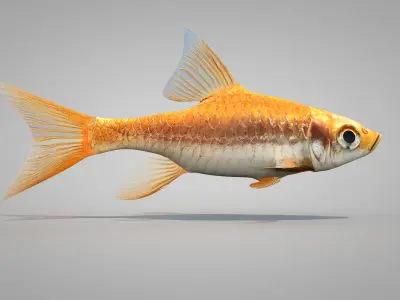 Fish Dourado 3D model