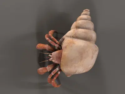 Hermit crab 3D model