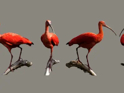 Scarlet Ibis 3D model
