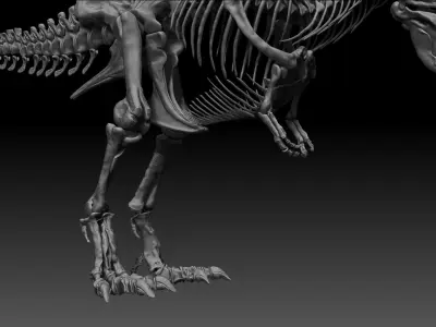 Dinosaur SubTyrannosaurus Rex Full Skeletons - SubREX 3D model
