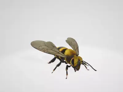 3d Bee 3D model