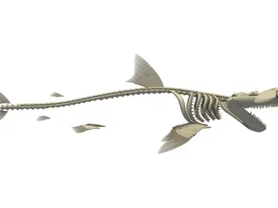 Hammerhead Shark Skeleton 3D model