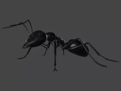 ANTS-001 Rigged Black Ant Low-poly 3D model