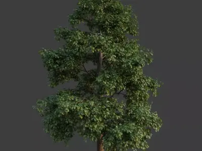 XfrogPlants Common Oak - Quercus Robur  3D model
