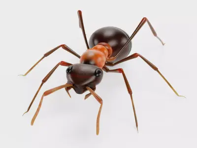 Ant - Formica Rufa Low-poly 3D model