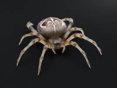 Garden Spider Low-poly 3D model