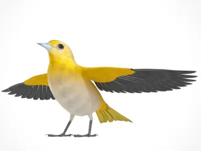 3D Bird Pack Baltimore Oriole Male and Female Low-poly 3D model