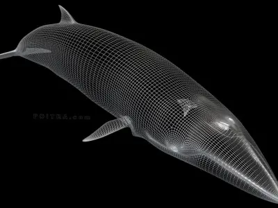 Minke Whale - Balaenoptera Acutoro - Adult Male - Pose 2 - 3D model
