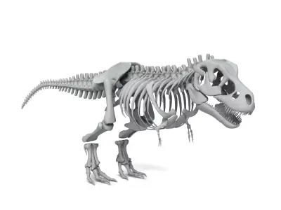 Tyrannosaurus Rex Skeleton 3D Model 3D model