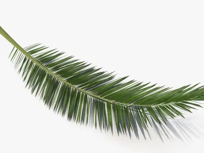 Tropical Leafs Collection 3D model