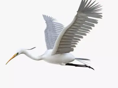Egret bird rigged 3d model Low-poly 3D model