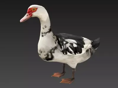 Mallard  duck  Low-poly 3D model