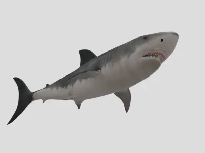 Shark Animated Low-poly Low-poly 3D model