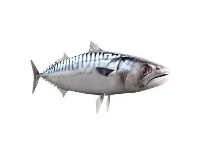 Mackerel Fish 3D model