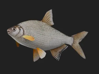 Bream Low-poly 3D model