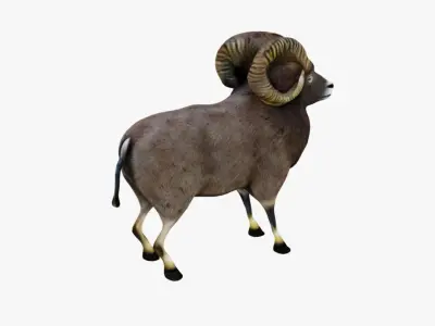 Ram Animal Free 3D model