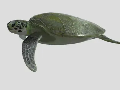 Sea Turtle Low-poly 3D model