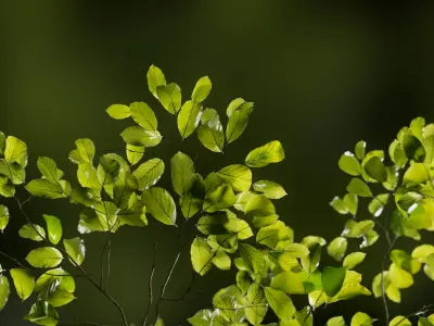 European Beech 02 3D Scanned Animated 3D model